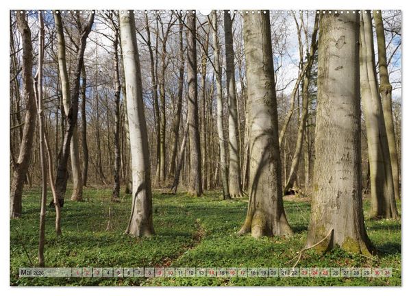 Produktbild: Der Hainich in Th&uuml;ringen - Weltnaturerbe (hochwertiger Premium Wandkalender 2026 DIN A2 quer), Kunstdruck in Hochglanz
