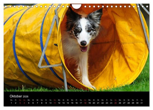 Produktbild: Border Collie 2026 (Wandkalender 2026 DIN A4 quer), CALVENDO Monatskalender