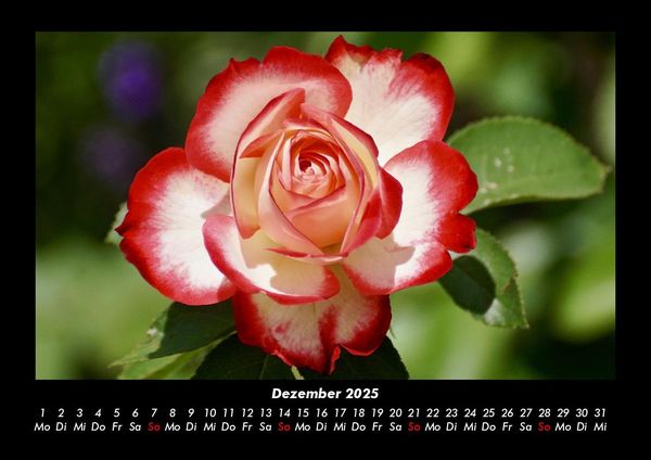 Produktbild: Rosentraum 2025 Fotokalender DIN A3