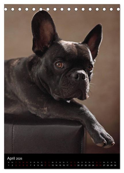 Produktbild: Bullys mit Charme - Franz&ouml;sische Bulldoggen im Portrait (Tischkalender 2026 DIN A5 hoch), CALVENDO Monatskalender