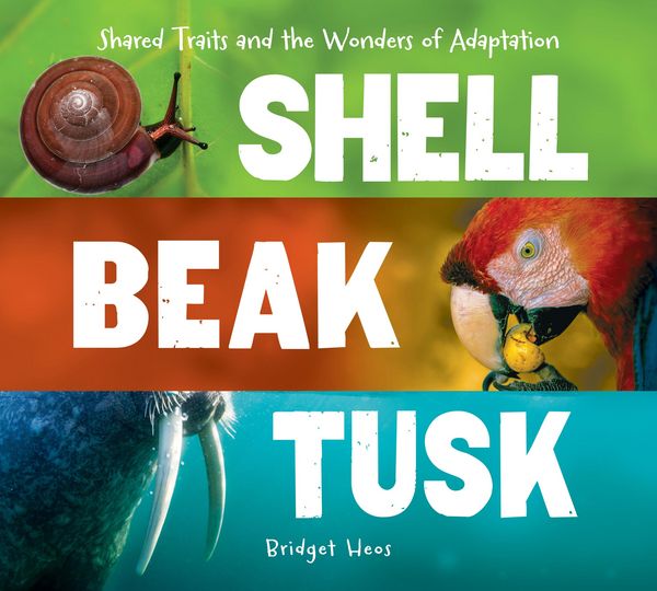 Produktbild: Shell, Beak, Tusk