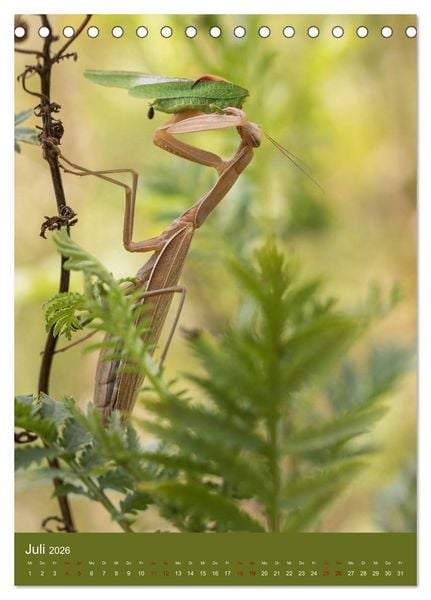 Produktbild: Die Gottesanbeterin. R&auml;uber der Insektenwelt. (Tischkalender 2026 DIN A5 hoch), CALVENDO Monatskalender