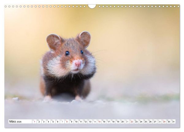 Produktbild: Herzige Feldhamster - farbenfrohe Nagetiere im st&auml;dtischen Lebensraum (Wandkalender 2026 DIN A3 quer), CALVENDO Monatskalender