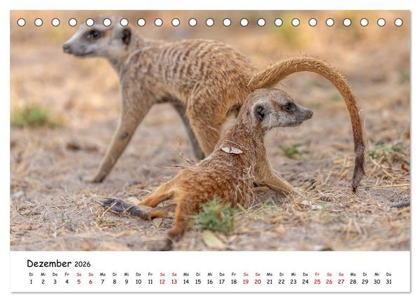 Produktbild: Afrikas kleine Stars (Tischkalender 2026 DIN A5 quer), CALVENDO Monatskalender