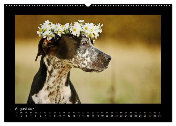 Produktbild: MIXlinge (hochwertiger Premium Wandkalender 2027 DIN A2 quer), Kunstdruck in Hochglanz