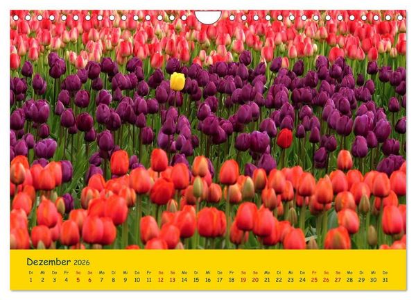 Produktbild: Tulpentraum (Wandkalender 2026 DIN A4 quer), CALVENDO Monatskalender