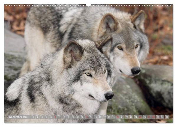 Produktbild: Wolves &bull; Faces of social hunters (High Quality Premium Wall Calendar 2026 DIN A2 landscape),CALVENDO 12 Month Wall Calendar