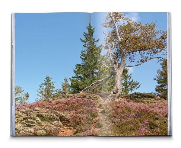 Produktbild: KOMPASS Wanderf&uuml;hrer Bayerischer Wald, Cham, Bodenmais, Zwiesel, Freyung, Passau, 60 Touren