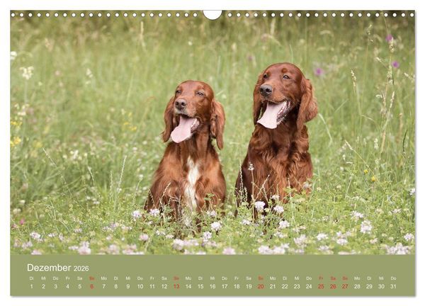 Produktbild: Setter - Geliebter Freund und Jagdkamerad (Wandkalender 2026 DIN A3 quer), CALVENDO Monatskalender