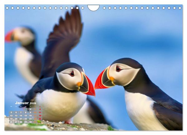 Produktbild: Tieftaucher Papageitaucher (Wandkalender 2026 DIN A4 quer), CALVENDO Monatskalender