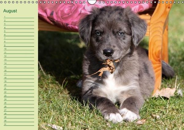Produktbild: Puppies Birthday Calendar / UK-Version (Wall Calendar perpetual DIN A3 Landscape)