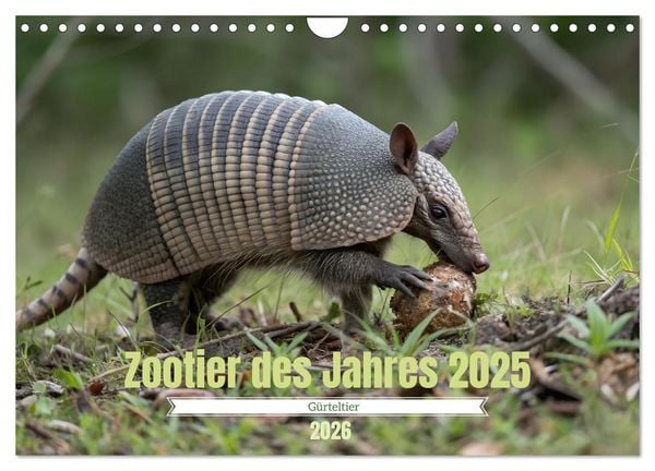 Zootier des Jahres 2025 - Gürteltier (Wandkalender 2026 DIN A4 quer), CALVENDO Monatskalender