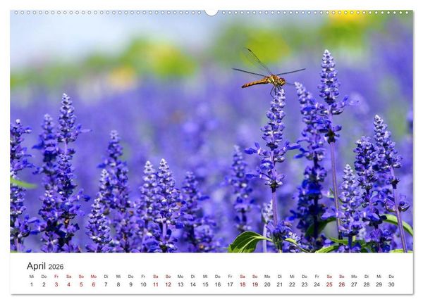 Produktbild: Lavendel - Die violette Wunderblume (hochwertiger Premium Wandkalender 2026 DIN A2 quer), Kunstdruck in Hochglanz