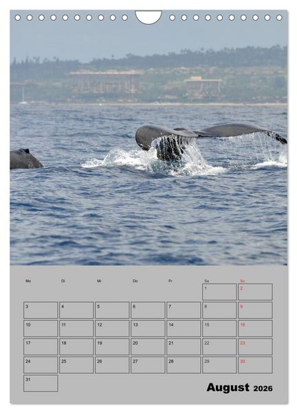 Produktbild: Hawaii - Land of Aloha (Wandkalender 2026 DIN A4 hoch), CALVENDO Monatskalender