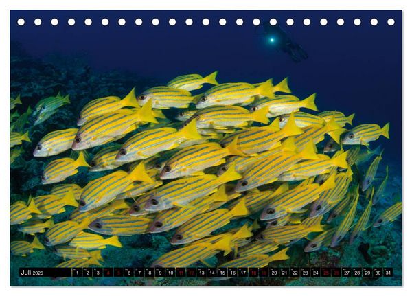 Produktbild: Malediven - Die bunte Unterwasserwelt (Tischkalender 2026 DIN A5 quer), CALVENDO Monatskalender