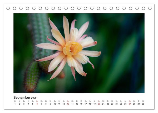 Produktbild: Kakteen und Sukkulenten (Tischkalender 2026 DIN A5 quer), CALVENDO Monatskalender