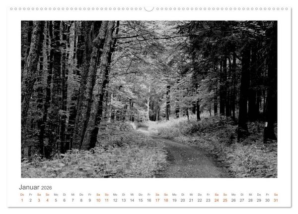 Produktbild: Quo Vadis? W&auml;lder und Wege in der R&ouml;hn, L&uuml;neburger Heide und der Mecklenburgischen Seenplatte (Wandkalender 2026 DIN A2 quer), CALVENDO Monatskalender