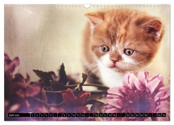 Produktbild: Niedliche BKH Katzenkinder (Wandkalender 2026 DIN A3 quer), CALVENDO Monatskalender