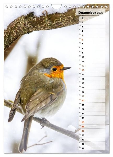 Produktbild: Niedliche Rotkehlchen (Wandkalender 2026 DIN A4 hoch), CALVENDO Monatskalender
