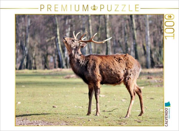 Produktbild: CALVENDO Puzzle Der Sikahirsch - Der kleine Asiat in unseren W&auml;ldern | 1000 Teile Lege-Gr&ouml;&szlig;e 64x48cm Foto-Puzzle f&uuml;r gl&uuml;ckliche Stunden