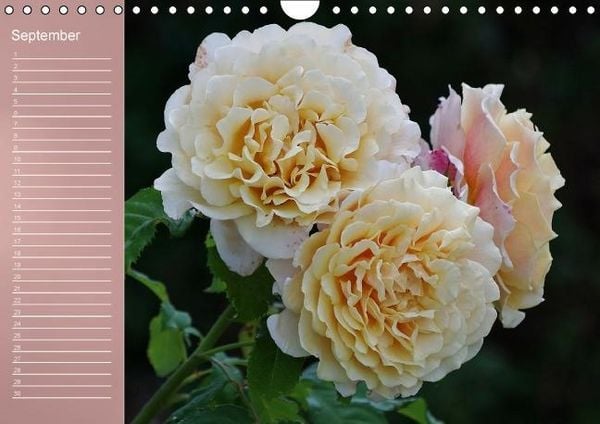 Produktbild: Zarte Sch&ouml;nheiten - Rosen (Wandkalender immerw&auml;hrend DIN A4 quer)