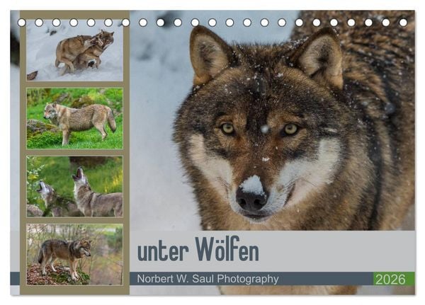 Unter Wölfen (Tischkalender 2026 DIN A5 quer), CALVENDO Monatskalender