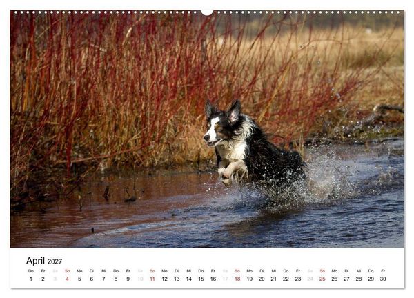 Produktbild: Australian Shepherd - Traum auf vier Pfoten (Wandkalender 2027 DIN A2 quer), CALVENDO Monatskalender