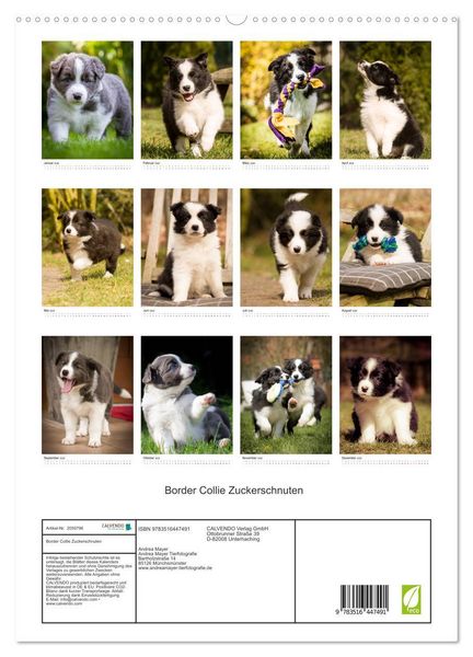 Produktbild: Border Collie Zuckerschnuten (hochwertiger Premium Wandkalender 2026 DIN A2 hoch), Kunstdruck in Hochglanz