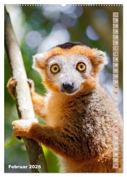 Produktbild: Safari hautnah - S&uuml;dliches und &ouml;stliches Afrika (Wandkalender 2026 DIN A2 hoch), CALVENDO Monatskalender