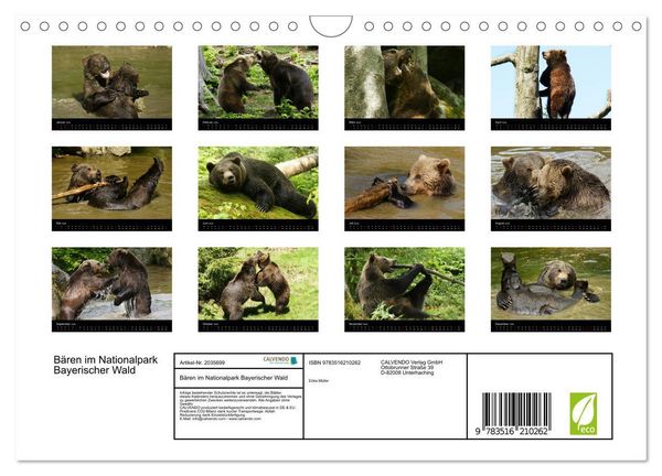 Produktbild: B&auml;ren im Nationalpark Bayerischer Wald (Wandkalender 2026 DIN A4 quer), CALVENDO Monatskalender