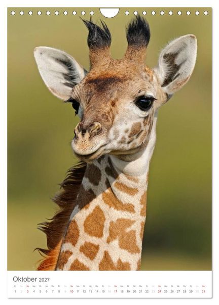 Produktbild: Magie des Augenblicks - Giraffen - Riesen der Savanne (Wandkalender 2027 DIN A4 hoch), CALVENDO Monatskalender
