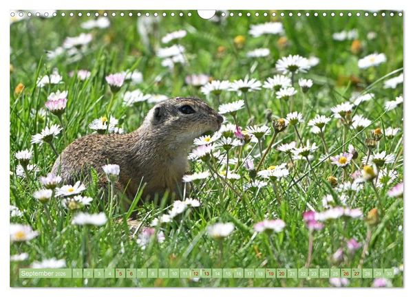 Produktbild: Ziesel im Burgenland (Wandkalender 2026 DIN A3 quer), CALVENDO Monatskalender