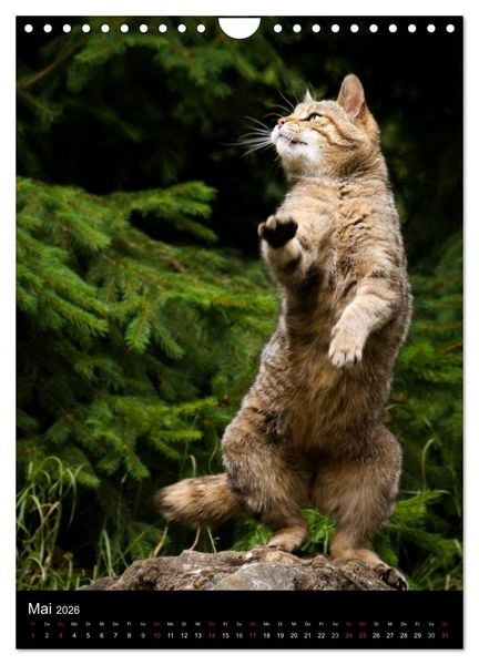 Produktbild: Wildkatzen - scheue J&auml;ger (Wandkalender 2026 DIN A4 hoch), CALVENDO Monatskalender