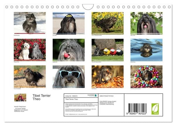 Produktbild: Tibet Terrier Theo (Wandkalender 2026 DIN A4 quer), CALVENDO Monatskalender