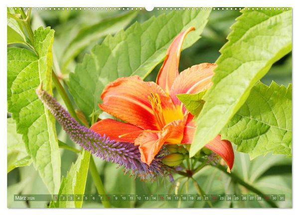 Produktbild: Taglilien im Garten (hochwertiger Premium Wandkalender 2026 DIN A2 quer), Kunstdruck in Hochglanz