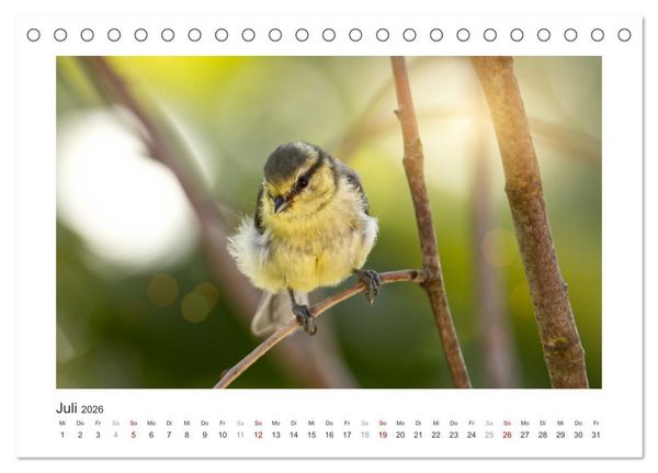 Produktbild: Gefiederte Garteng&auml;ste, Blaumeisen (Tischkalender 2026 DIN A5 quer), CALVENDO Monatskalender