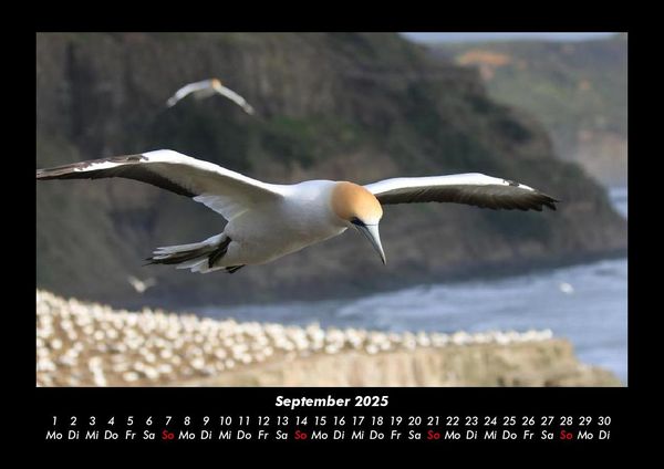 Produktbild: Vogelparadies 2025 Fotokalender DIN A3