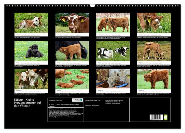 Produktbild: K&auml;lber - Kleine Herzensbrecher auf den Wiesen (Wandkalender 2026 DIN A2 quer), CALVENDO Monatskalender