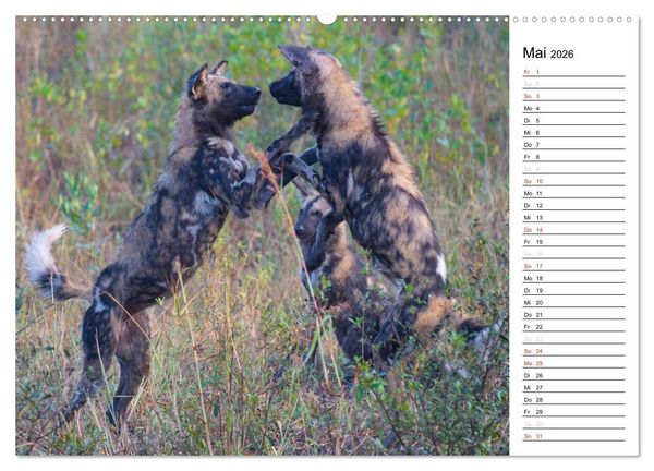 Produktbild: S&uuml;dafrika - Big 5 und mehr (Wandkalender 2026 DIN A2 quer), CALVENDO Monatskalender