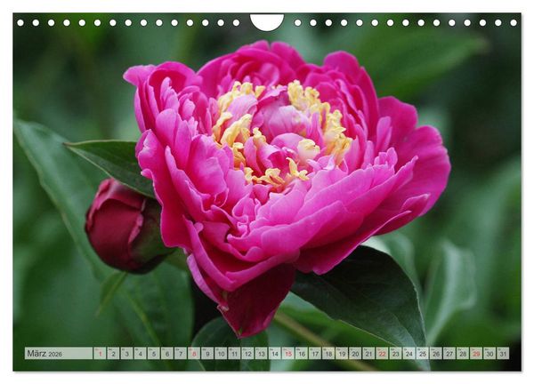 Produktbild: PFINGSTROSEN Rosen ohne Dornen (Wandkalender 2026 DIN A4 quer), CALVENDO Monatskalender
