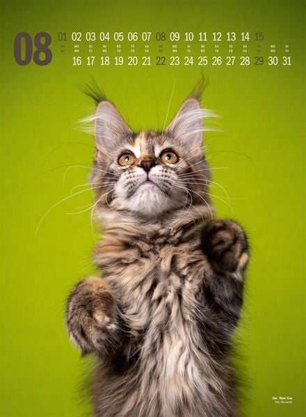 Produktbild: Catography Katzen-Kalender 2027