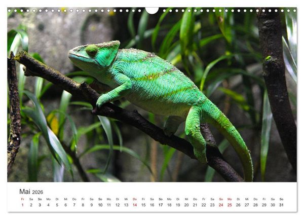 Produktbild: Reptilien - Tierische Farbenpracht (Wandkalender 2026 DIN A3 quer), CALVENDO Monatskalender
