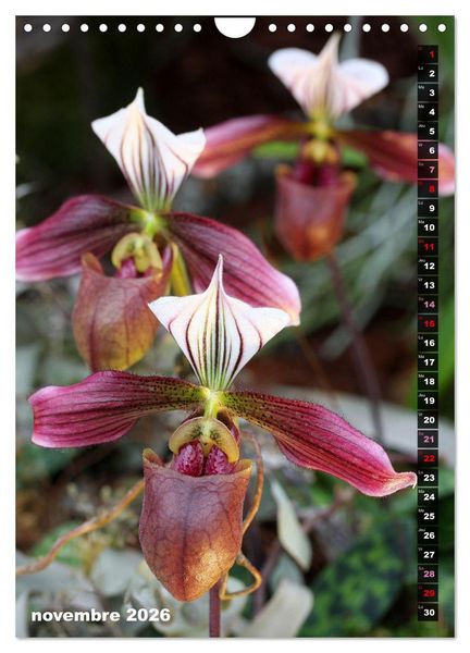 Produktbild: Miracle floral l'orchid&eacute;e (Calendrier mural 2026 DIN A4 horizontal), CALVENDO calendrier mensuel