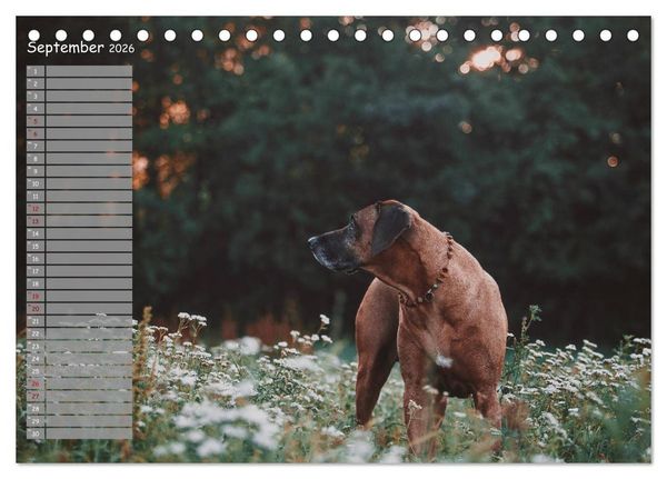 Produktbild: Rhodesian Ridgeback - Herzen auf vier Pfoten (Tischkalender 2026 DIN A5 quer), CALVENDO Monatskalender