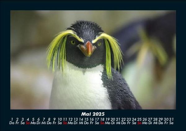 Produktbild: Welt der Tiere 2025 Fotokalender DIN A5
