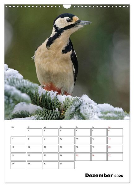 Produktbild: Bezaubernde V&ouml;gel im heimischen Garten (Wandkalender 2026 DIN A3 hoch), CALVENDO Monatskalender