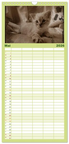 Produktbild: Familienplaner 2026 - Oma's Katzenkalender 2026 mit 5 Spalten (Wandkalender, 21 x 45 cm) CALVENDO