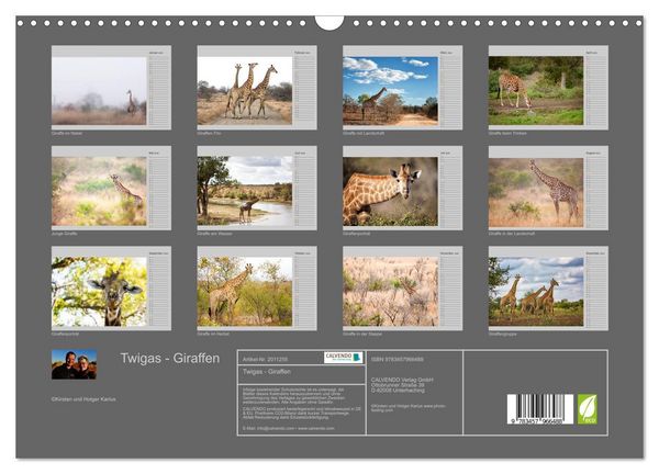 Produktbild: Twigas - Giraffen (Wandkalender 2026 DIN A3 quer), CALVENDO Monatskalender