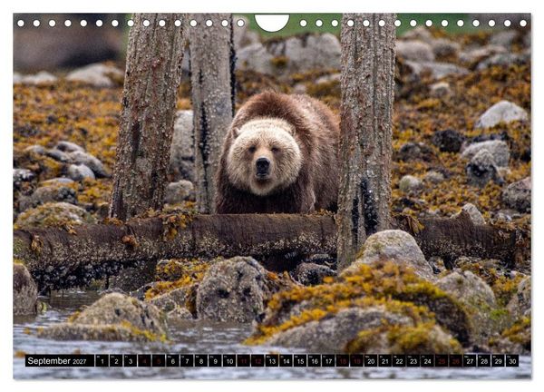 Produktbild: Grizzlys und Geisterb&auml;ren - Glendale Cove, Kanada (Wandkalender 2027 DIN A4 quer), CALVENDO Monatskalender
