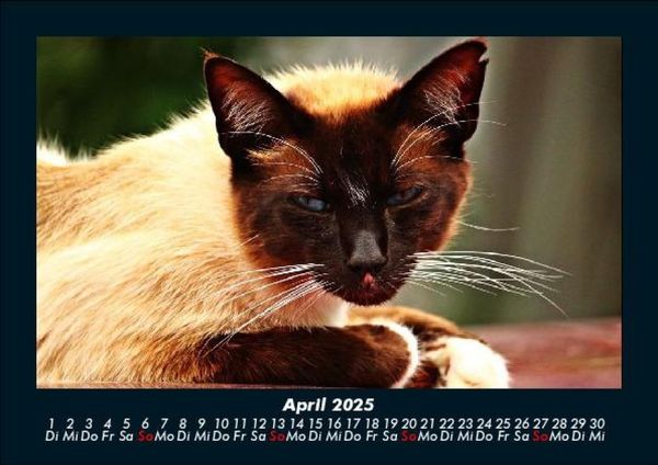Produktbild: F&uuml;r Katzenfreunde 2025 Fotokalender DIN A5